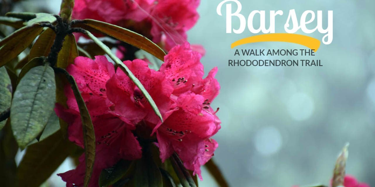 Barsey – a walk among the rhododendron trail