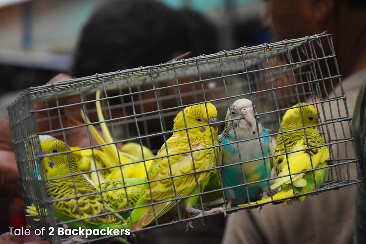 Caged birds at Galiff Street Bird Market in Kolkata