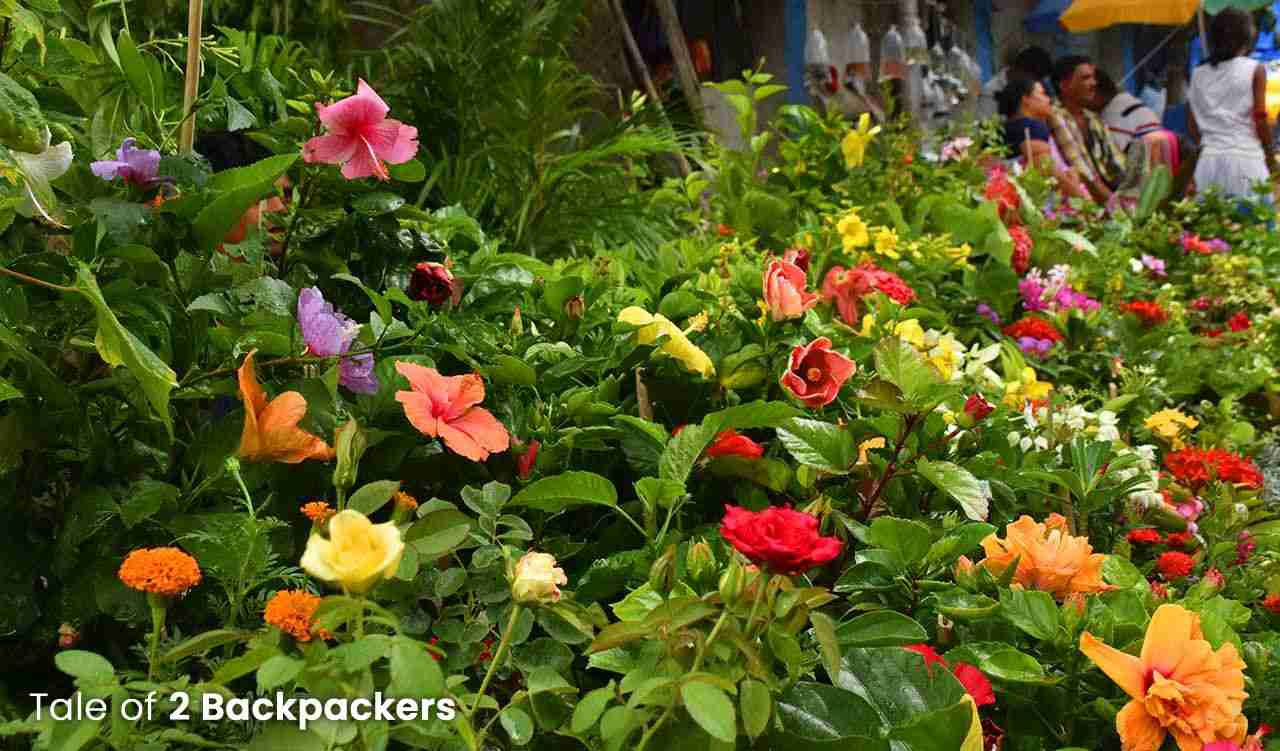 Colourful flowering plants at Galiff Street Plant Market in Bagbazar