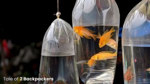 Fishes and aquariums for sale