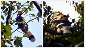 Hornbills at Latpanchar