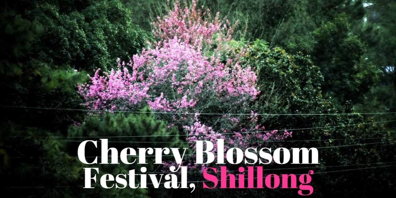 India International Cherry Blossom Festival, Shillong