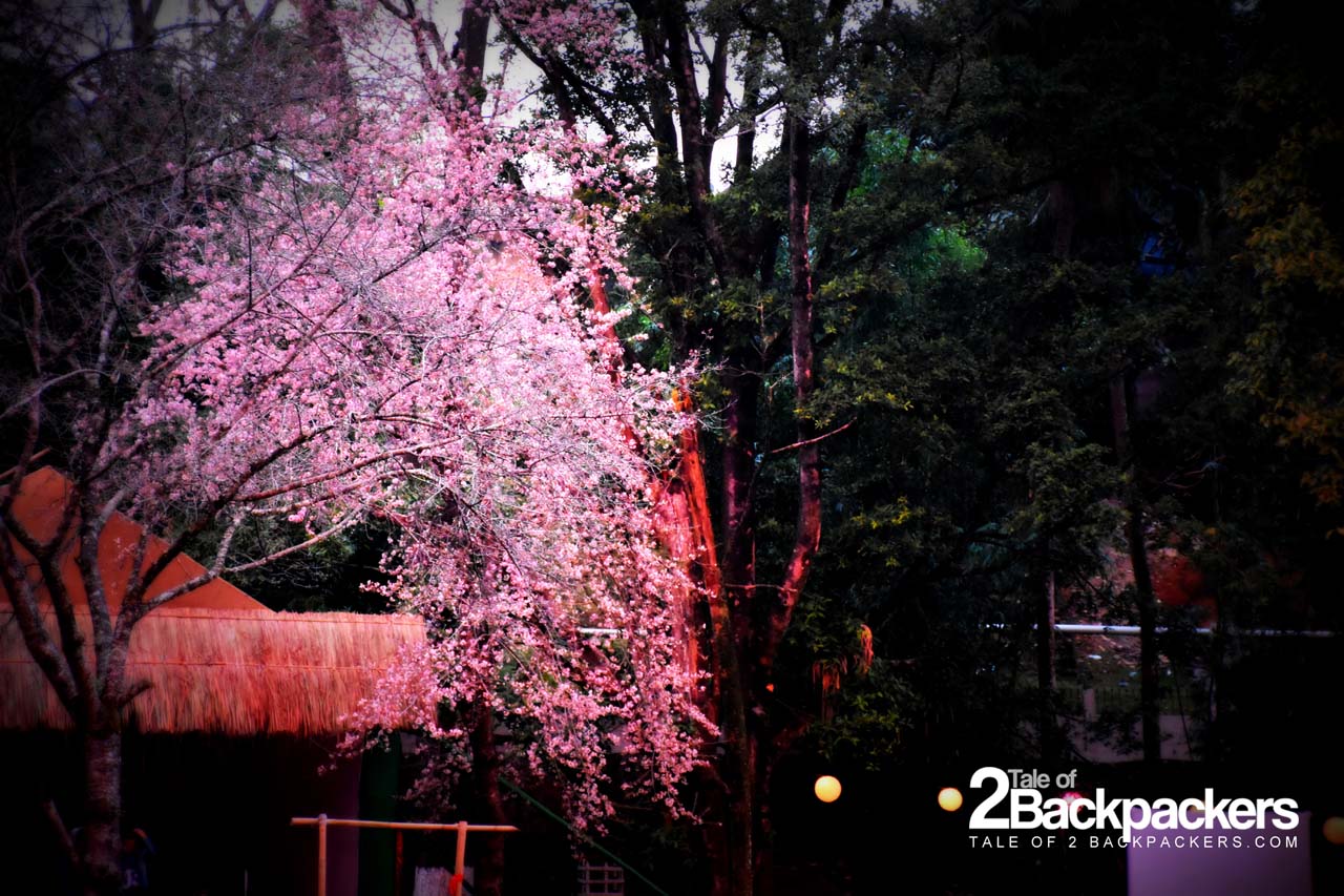 Cherry Blossom festival Shillong