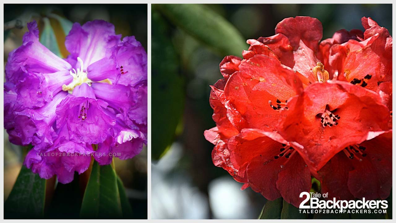 Rhododendrons in Yumthang Valley