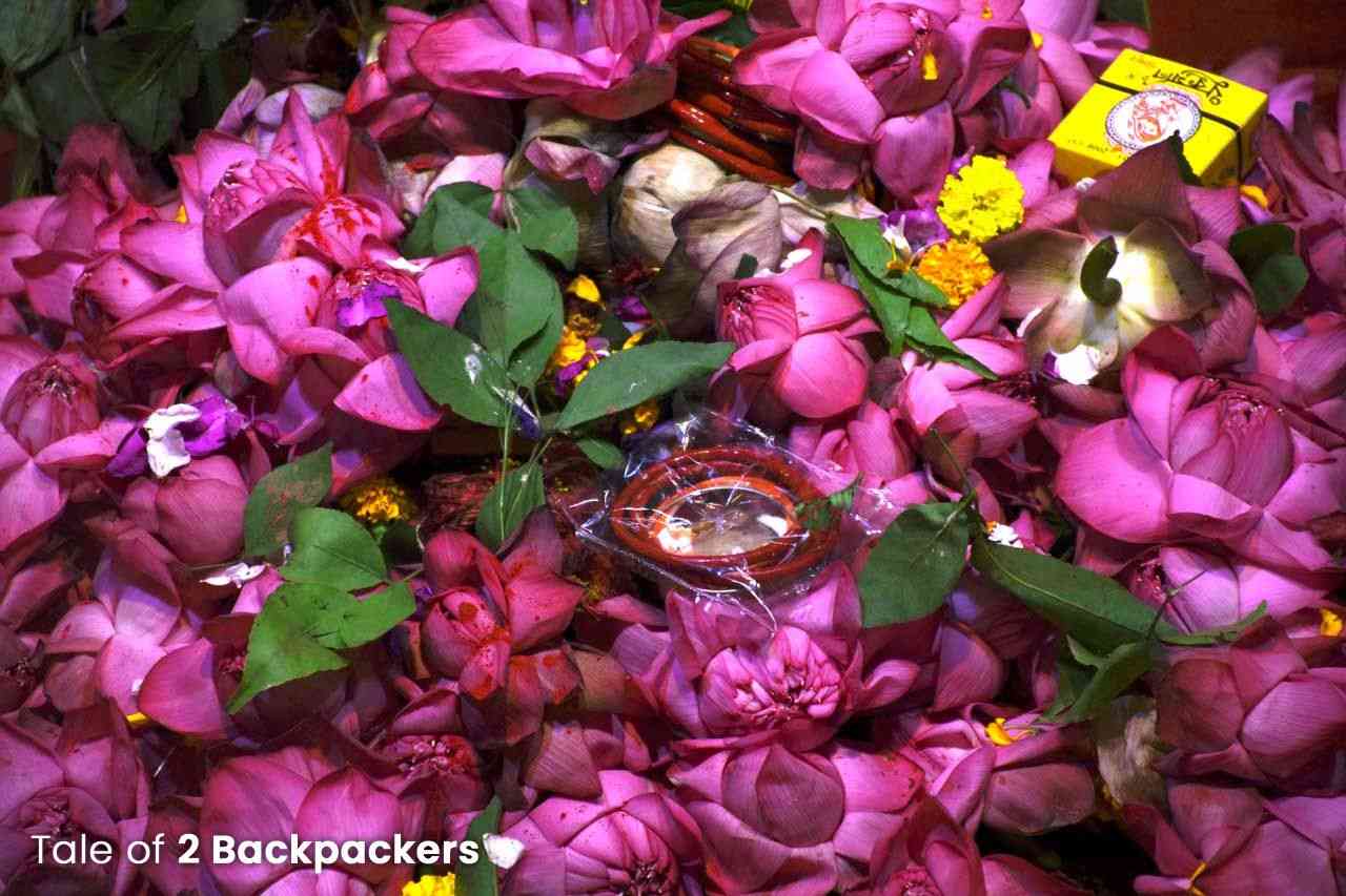 Lotus flowers offered at Durga Puja