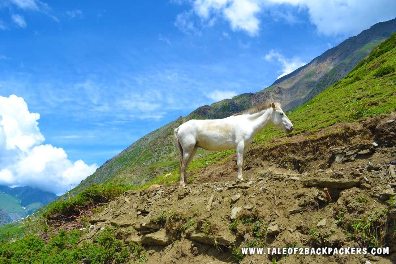 wild horse standing on the mountain