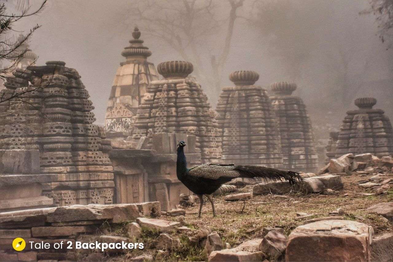 Peacock at Batesara Group of Temples Morena