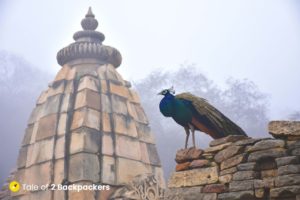 Peacock standing over a temple top in Batesara Temple