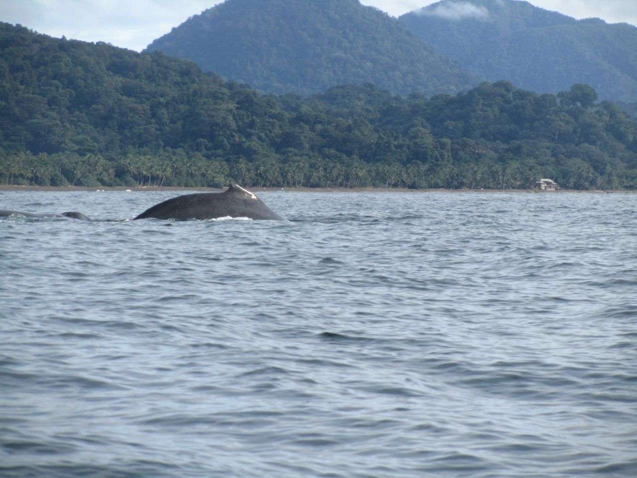 Humpback whale watching in Nuqui Colombia ecotourism destinations