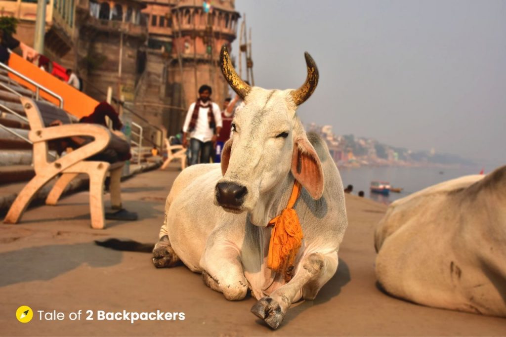 Cows are quite common in Varanasi