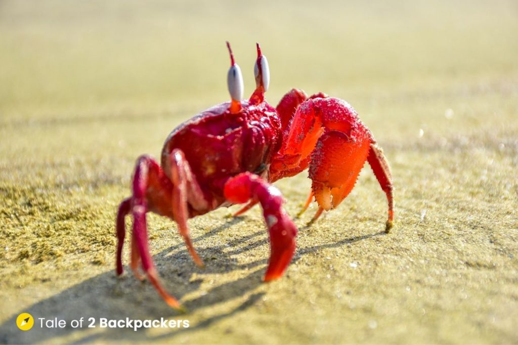 A red crab at Baguran Jalpai Beach