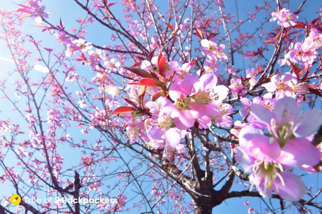 Cherry blossoms in Darjeeling