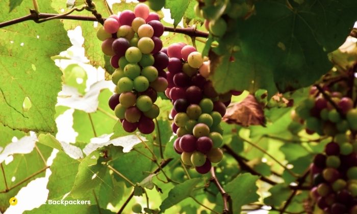 Grape vines at Azings Farm