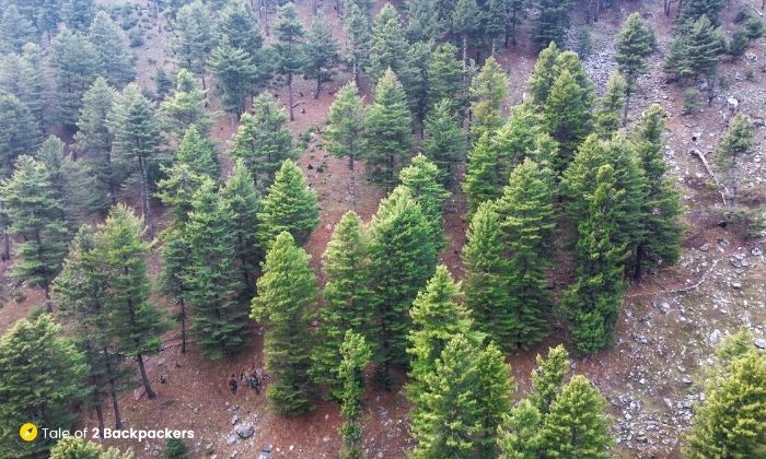 Aerial view of conifers on Dumail trek trail
