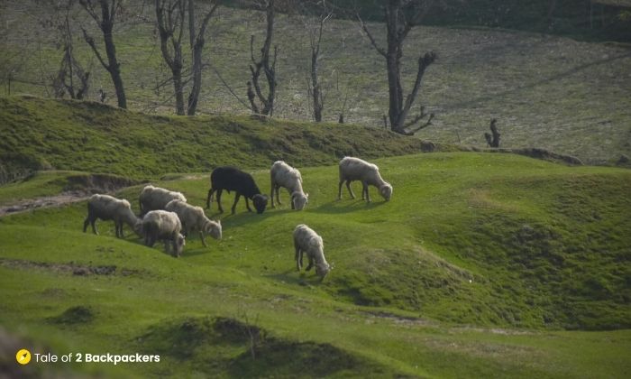 Sheep grazing on fields