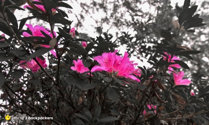 Rhododendrons in Sikkim