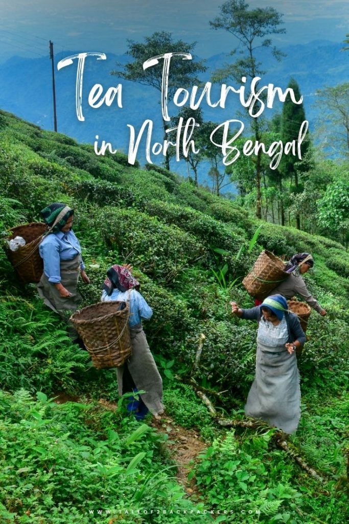 Tea Tourism in North Bengal