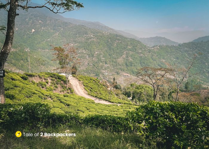 Mim Tea Garden - offbeat Darjeeling
