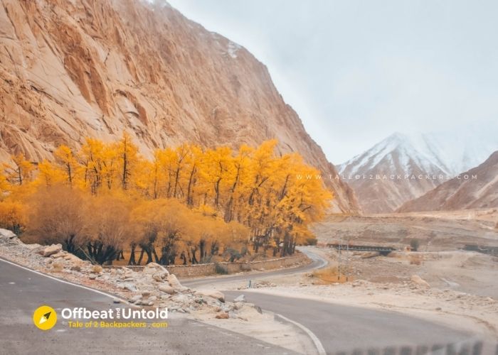 Autumn colours at Changthang Valley Ladakh