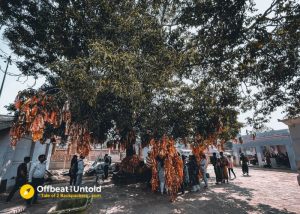 Wish fulfilment tree at Biraja Devi Temple Jajpur